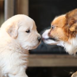 Golden Retriever Puppies from OPK GOLDENS