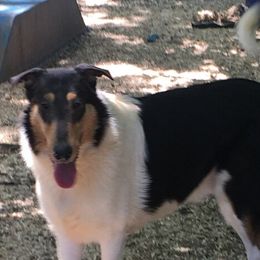 Collies from Timber Mountain Collies