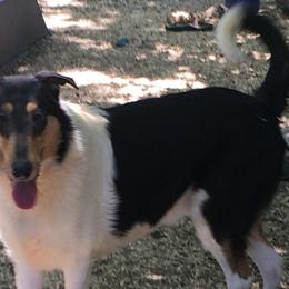Collies from Timber Mountain Collies