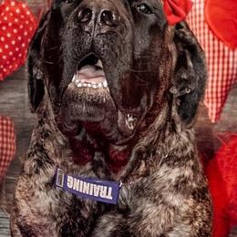 Mastiff All Grown Up from Nytewind Mastiffs