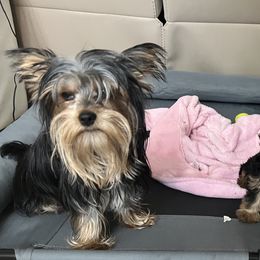 Yorkshire Terriers from Florida King Puppies