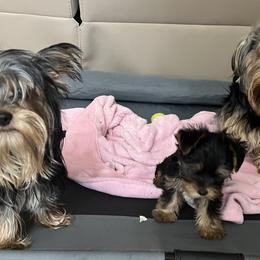Yorkshire Terriers from Florida King Puppies