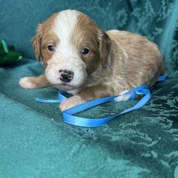 Boy 1 - Red male Bernedoodle puppy in Cody, Wyoming from Yellowstone Breeders
