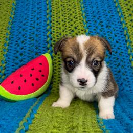 CRYSTAL - Sable female Pembroke Welsh Corgi puppy in Ritzville, Washington from Sapphire Iris Corgis