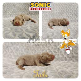 TAILS - Silver gray male Weimaraner puppy in Ferrum, Virginia from LAAT Weims