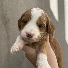 Heart - Red  female Goldendoodle puppy in Clinton, Utah from Golden Law Kennels