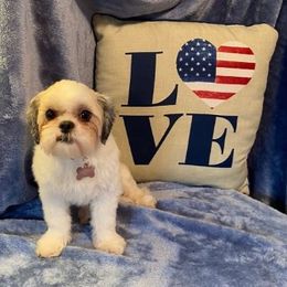 Bella - Shih Tzu