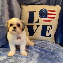 Bella - Shih Tzu