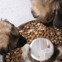 Shiloh Shepherd Puppies from Solace Shilohs