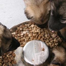 Shiloh Shepherd Puppies from Solace Shilohs