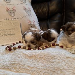 Shih Tzu Puppies from Wood Foo Breeders
