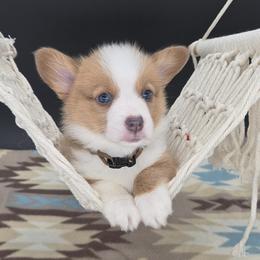 German Shepherd and Pembroke Welsh Corgi Puppies from J&R Shepherds & Corgis