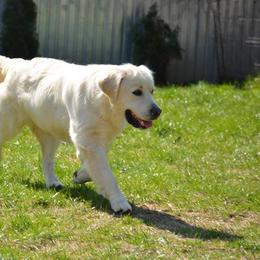 Golden Retriever All Grown Up from Golden Sensation Kennel