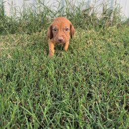 Boy 6 - Red male Bloodhound puppy in Tahlequah, Oklahoma from HNH Hounds