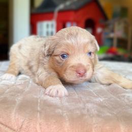 July - Red merle female Miniature Australian Shepherd puppy in Buchanan, Georgia from Stanleyville Farm Mini Aussies