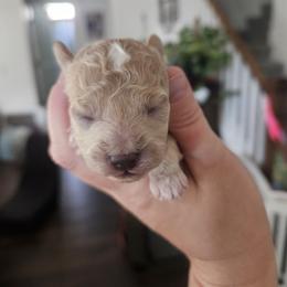 Poodle Puppies from Pawsitively Perfect Poodles