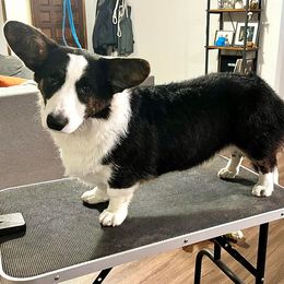 Cardigan Welsh Corgi Puppies from Glacier Cardigan Welsh Corgis