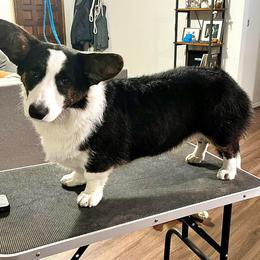Cardigan Welsh Corgi Puppies from Glacier Cardigan Welsh Corgis