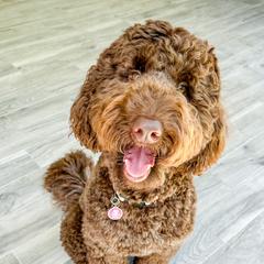 Kali - Goldendoodle