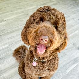 Kali - Goldendoodle