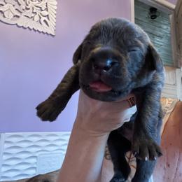 No collar Bogart - Gray male Cane Corso puppy in Tennessee from Nuovo Inizi Kennels