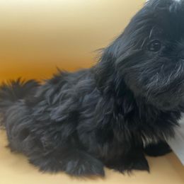 Female white collar - Black and white Shih Tzu puppy in Beaver, Ohio from Jessica’s Shih Tzus