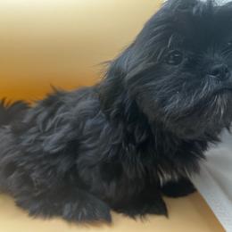 Female white collar - Black and white Shih Tzu puppy in Beaver, Ohio from Jessica’s Shih Tzus