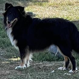 Steelz - Black white and tan male Shetland Sheepdog puppy in Germantown, Ohio from Buckeye Shelties