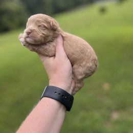 Goldie - Buff and white female Cockapoo puppy in Albany, Kentucky from Windy Pines Farm