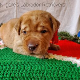 Labrador Retriever Puppies from Kilgore’s Labrador Retrievers