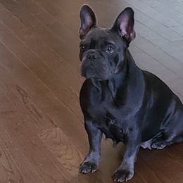 Sadie - French Bulldog