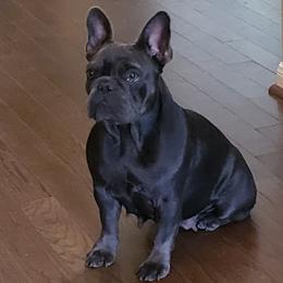 Sadie - French Bulldog