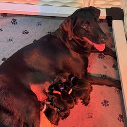Labrador Retriever puppies from Oak Hollow Retrievers