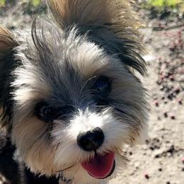 Yorkshire Terriers from Erika Ruiz
