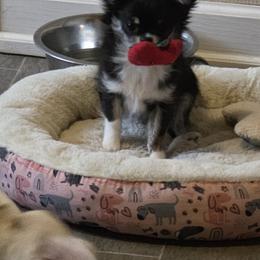 Tate - Black and tan male Chihuahua puppy in Reidsville, North Carolina from Kristims Chihuahuas