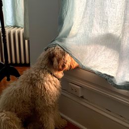 Goldendoodle All Grown Up from Esmé Doodles