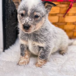 ICICLE, beautiful spotted blue male - Blue mottled male Australian Cattle Dog puppy in Kalispell, Montana from BTR Australian Cattle Dogs