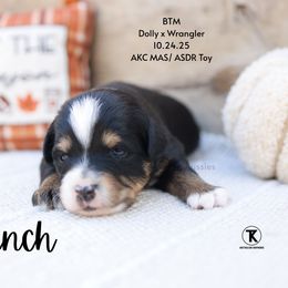 Cinch- BTM - Black tri male Toy Australian Shepherd puppy in Nacogdoches, Texas from TK Standard, Mini, & Toy Aussies