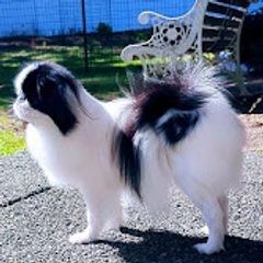 Japanese Chin puppies from Musashi Japanese Chin
