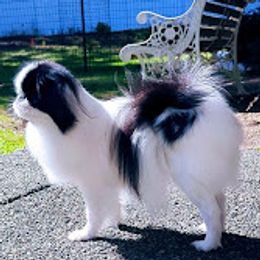 Japanese Chin puppies from Musashi Japanese Chin