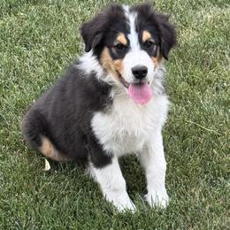 Jewlie's Black Tri Boy 1 - Black tri-color male Australian Shepherd puppy in Mt. Pleasant, Utah from WildeOak Aussies