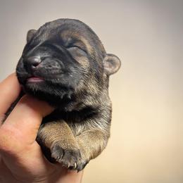 Emma - Sable female German Shepherd puppy in Oakland, Oregon from VHM German Shepherds