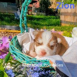 Pomsky Puppies from Rocky Mountain Pomskies
