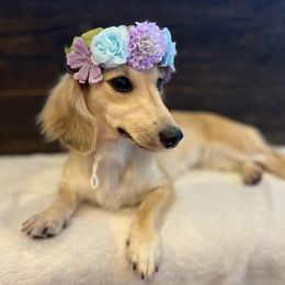 Lady - Dachshund