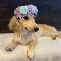 Lady - Dachshund