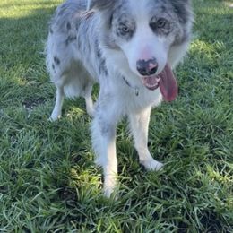 American Corgi, Border Collie, and Pembroke Welsh Corgi Puppies from Cowtown Corgis & Border Collies