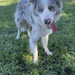 American Corgi, Border Collie, and Pembroke Welsh Corgi Puppies from Cowtown Corgis & Border Collies