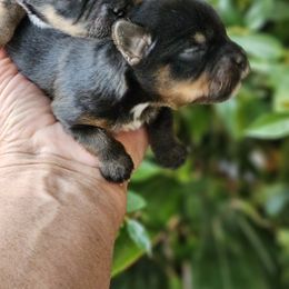 Yorkshire Terrier Puppies from Cheryl Skistimas