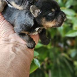 Yorkshire Terrier Puppies from Cheryl Skistimas