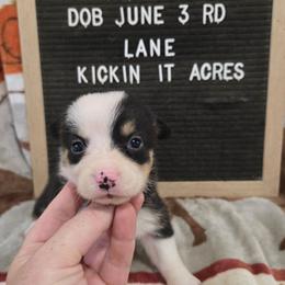 Lane - Black and tan female Pembroke Welsh Corgi puppy in Chariton, Iowa from Kickin It Acres BCs